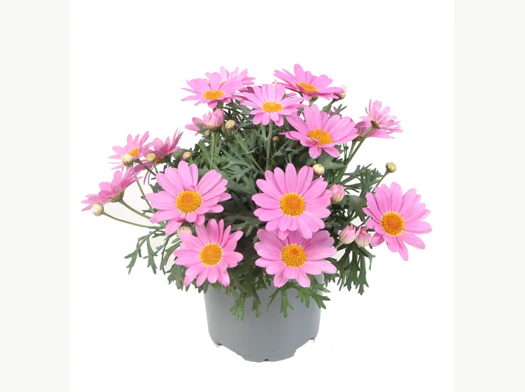 Simba Pink — Simba® Argyranthemum