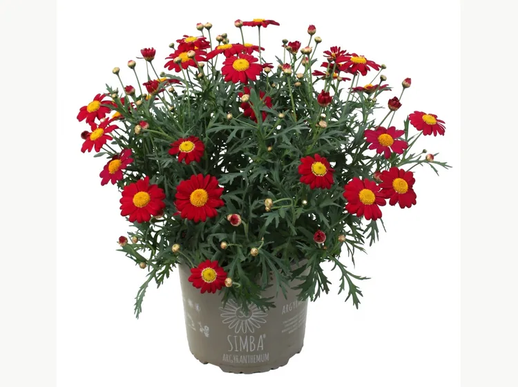 Simba Scarlet Red — Simba® Argyranthemum