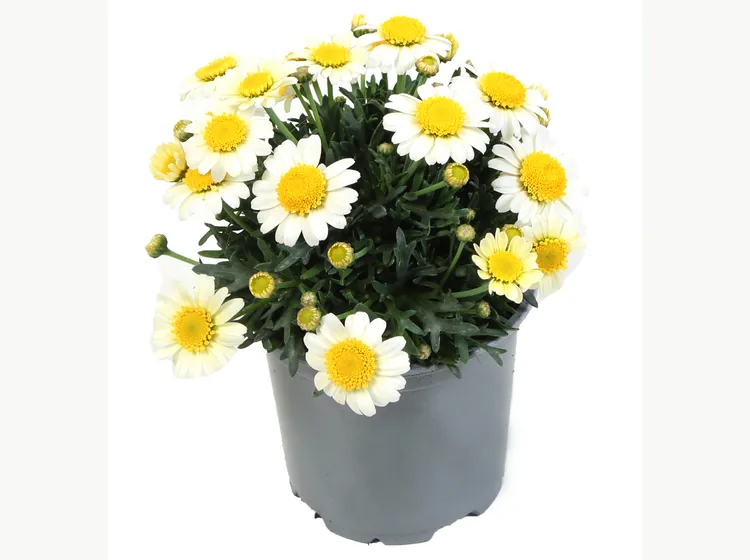 Simba Semi Double Lemon — Simba® Argyranthemum