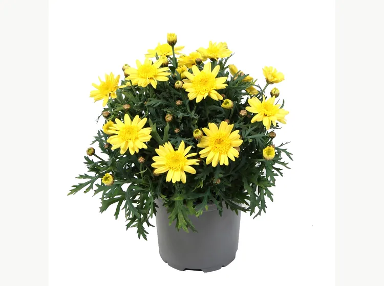 Simba Semi Double Yellow — Simba® Argyranthemum