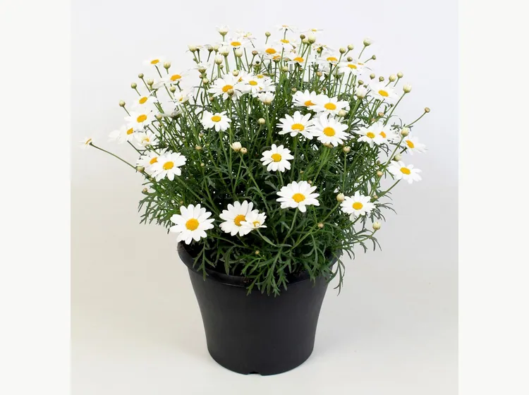 Simba White — Simba® Argyranthemum