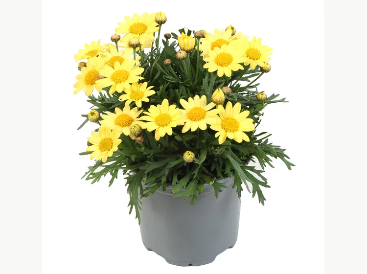 Simba Yellow — Simba® Argyranthemum