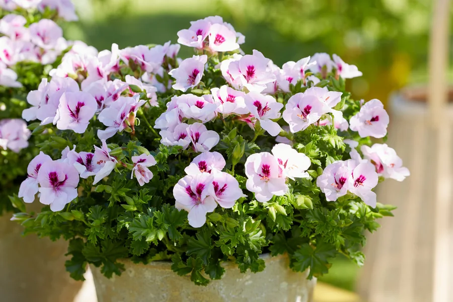 Angel Pelargonium