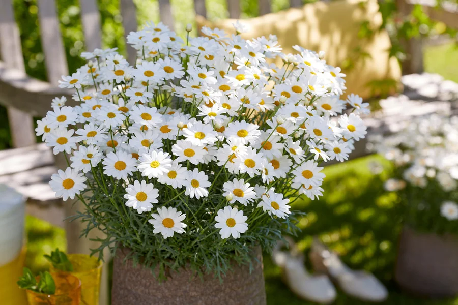Simba® Argyranthemum