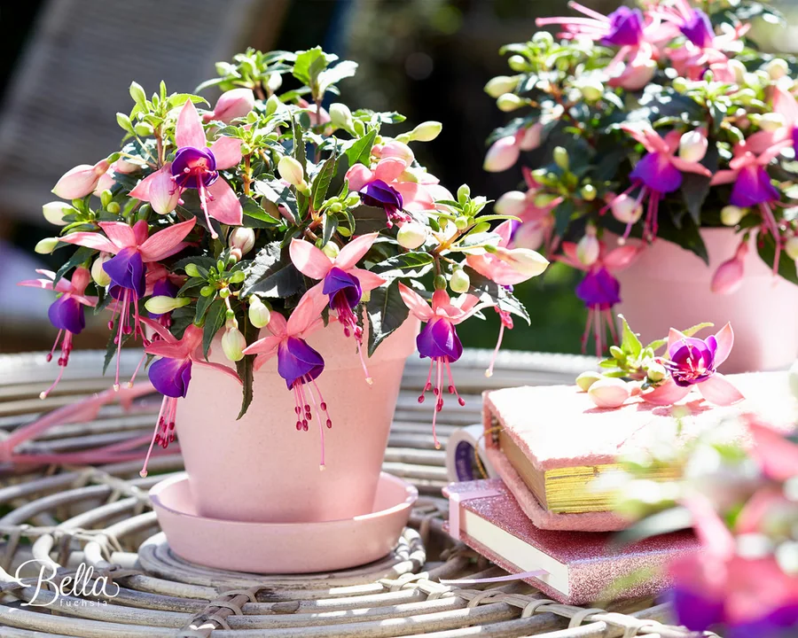 Bella Fuchsia®