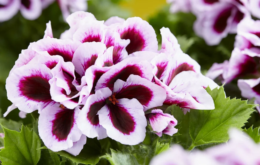 Pelargonium Grandiflorum