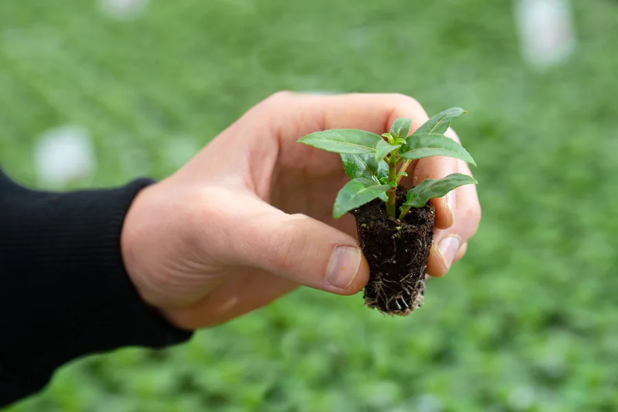 Young plants growing in the nursery