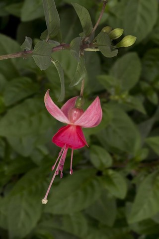 Pink Campanella | Hendriks Young Plants